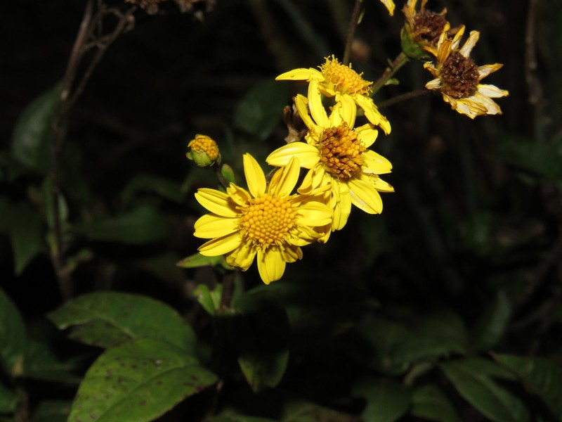 Tetrachyron websteri photo 4