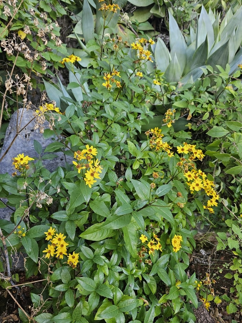 Tetrachyron websteri photo 6