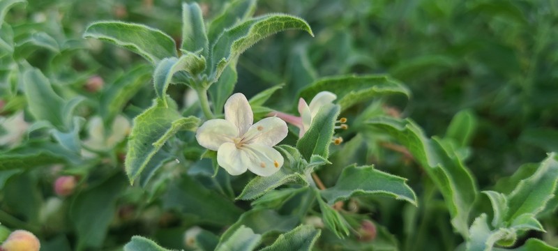 Coulter's Wrinklefruit photo 6
