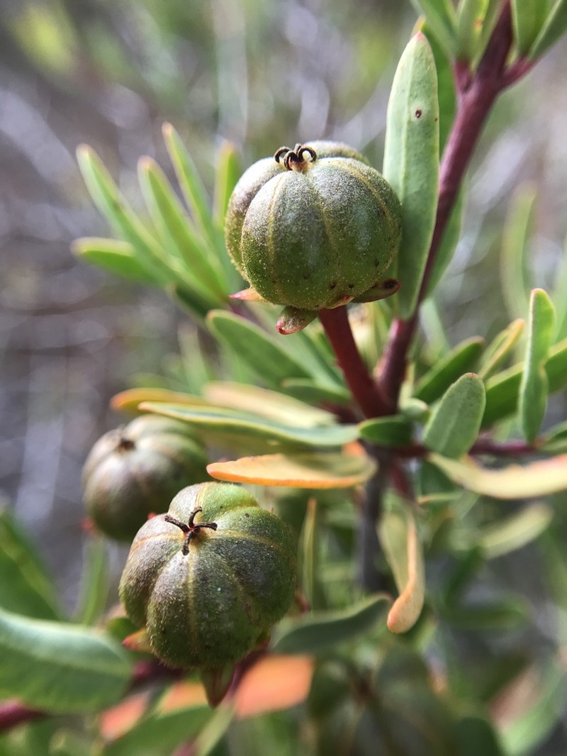 Red Shrubby-Spurge photo 2