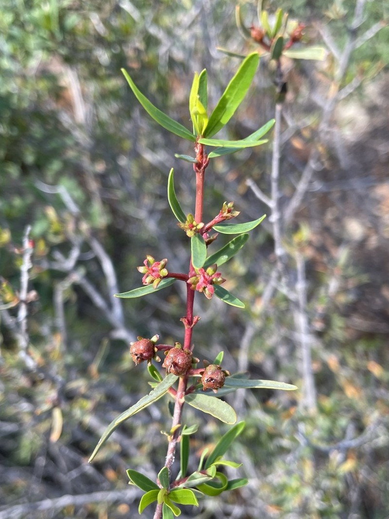 Red Shrubby-Spurge photo 3