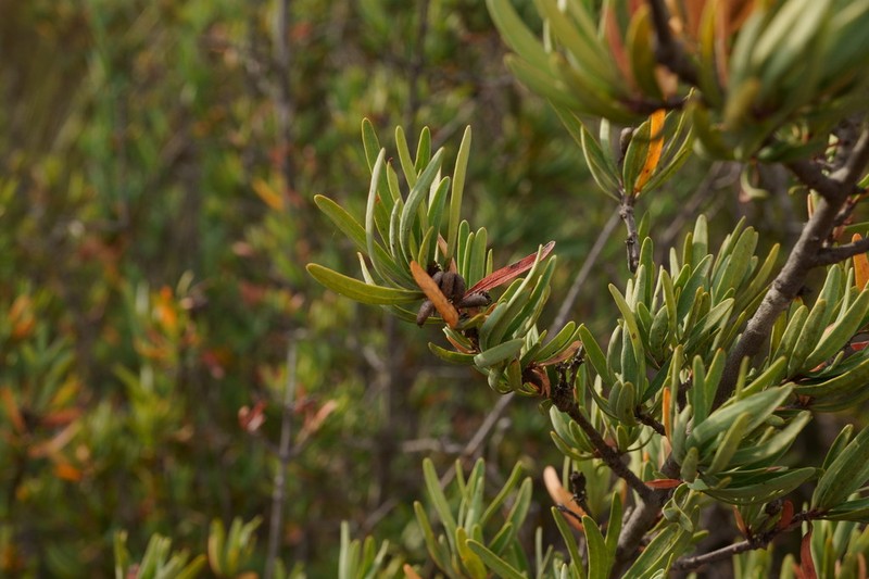 Red Shrubby-Spurge photo 4