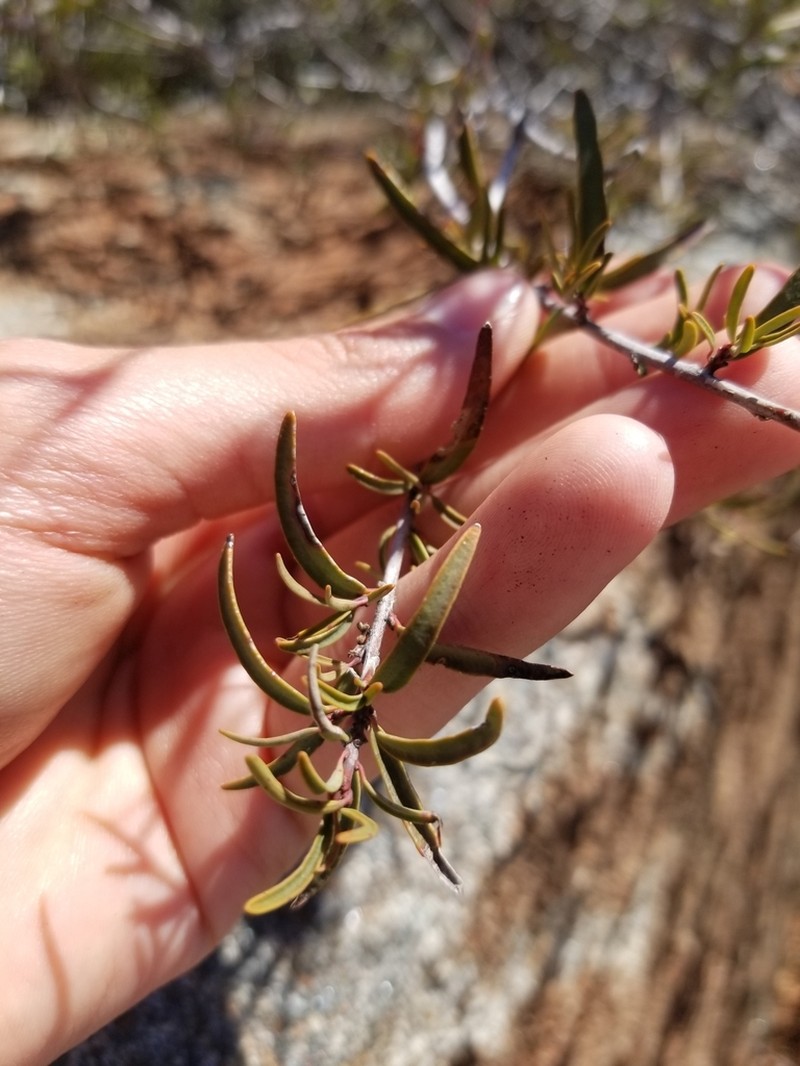Red Shrubby-Spurge photo 5