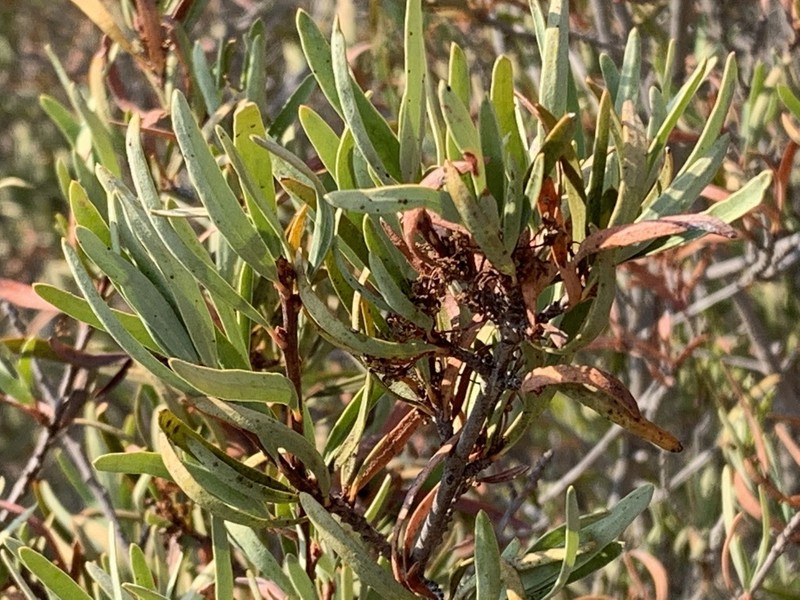 Red Shrubby-Spurge photo 6