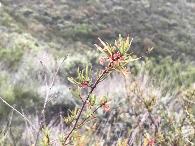 Red Shrubby-Spurge photo 7