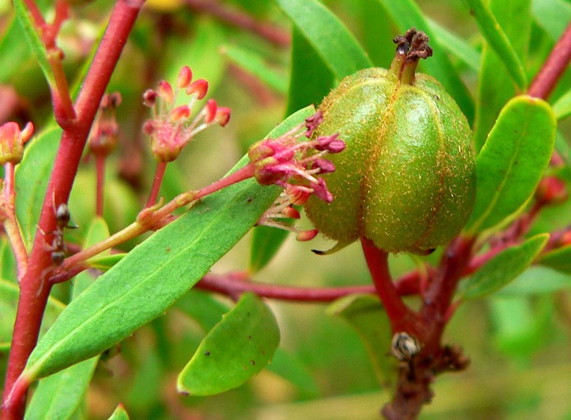 Red Shrubby-Spurge