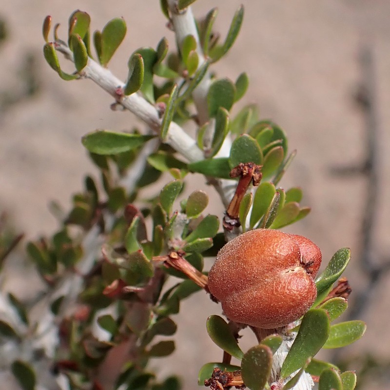 Hall's Shrubby-Spurge photo 3