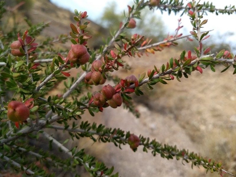 Hall's Shrubby-Spurge photo 4