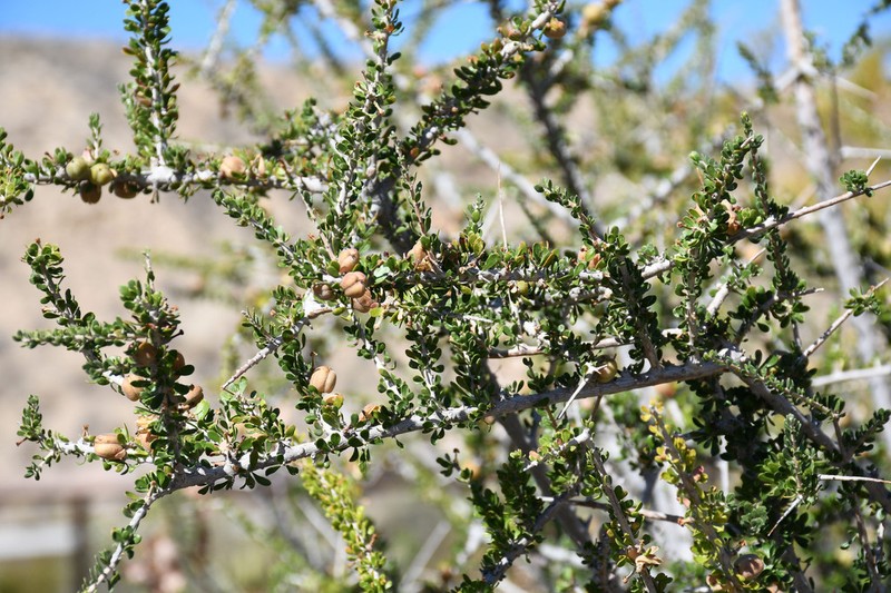 Hall's Shrubby-Spurge photo 5