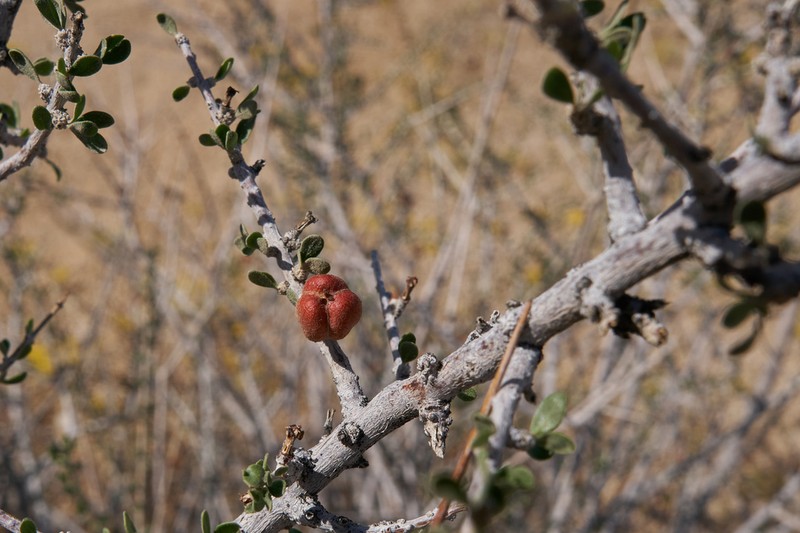 Hall's Shrubby-Spurge photo 6