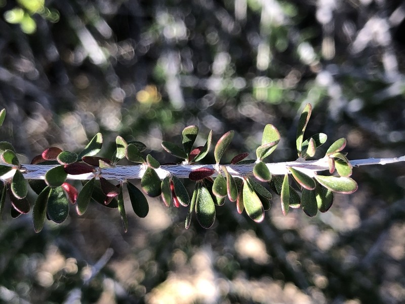 Hall's Shrubby-Spurge photo 7