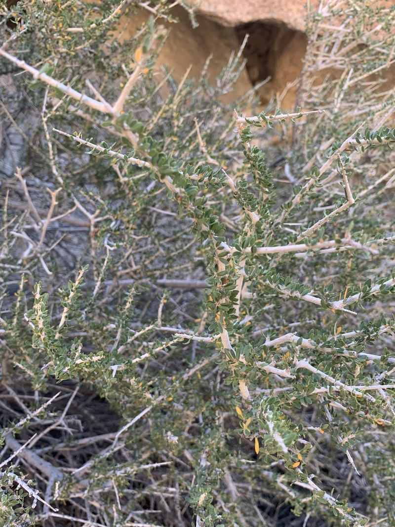 Hall's Shrubby-Spurge photo 8