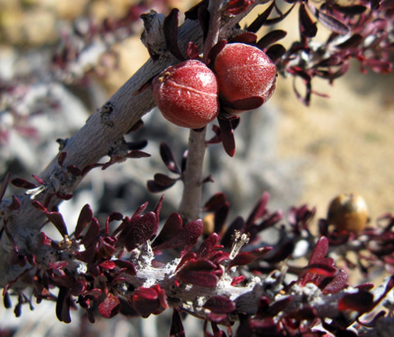 Hall's Shrubby-Spurge