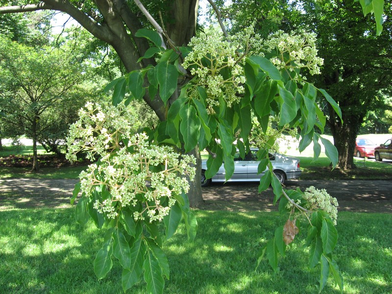 Bee-Bee Tree