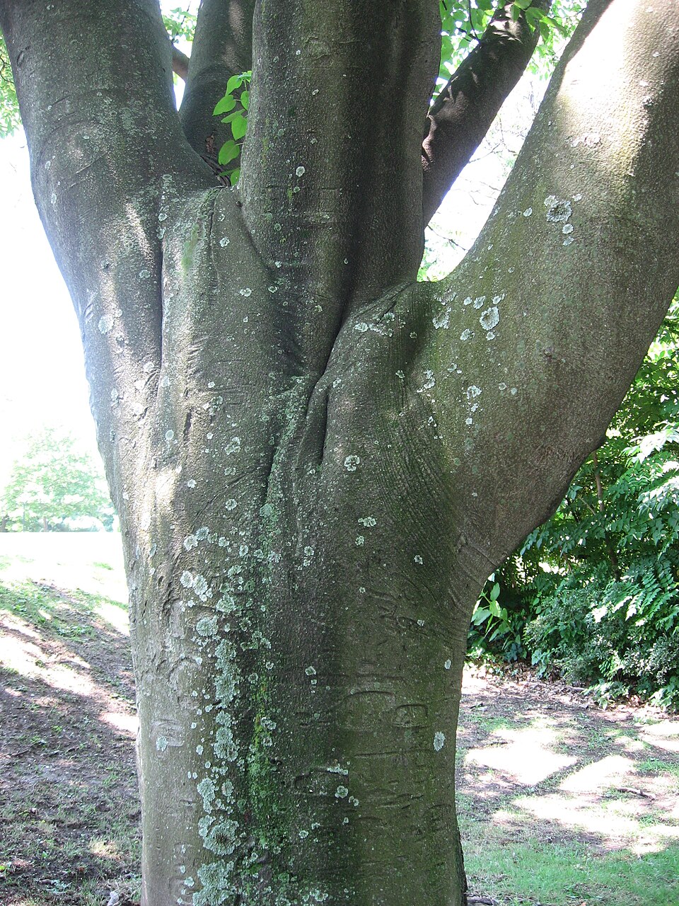 Bee-Bee Tree photo 4