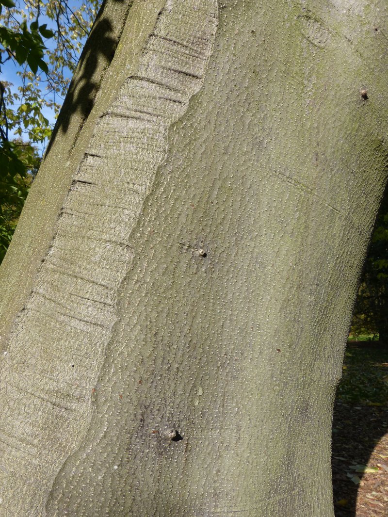 Bee-Bee Tree photo 6
