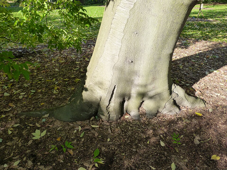 Bee-Bee Tree photo 7