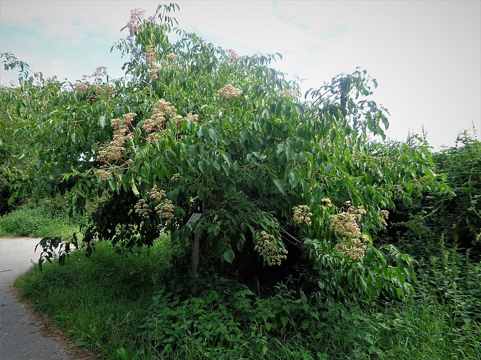 Bee-Bee Tree photo 8