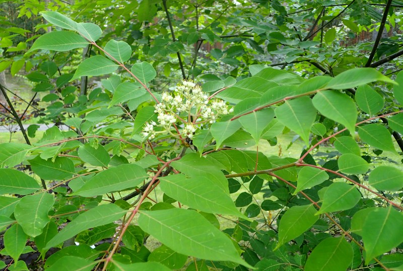 Bee-Bee Tree photo 3