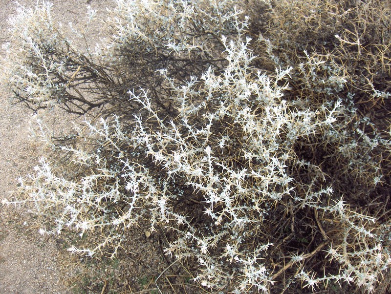 Longspine Horsebrush photo 4