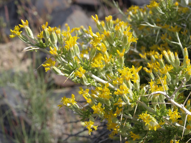 Longspine Horsebrush photo 5