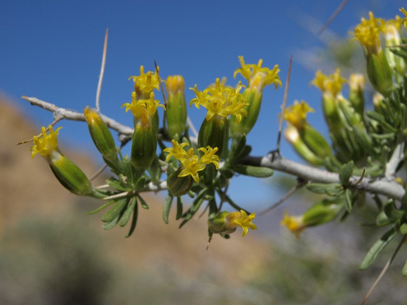 Longspine Horsebrush photo 2