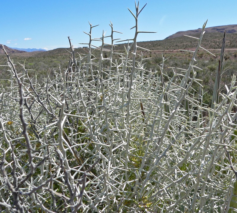 Longspine Horsebrush
