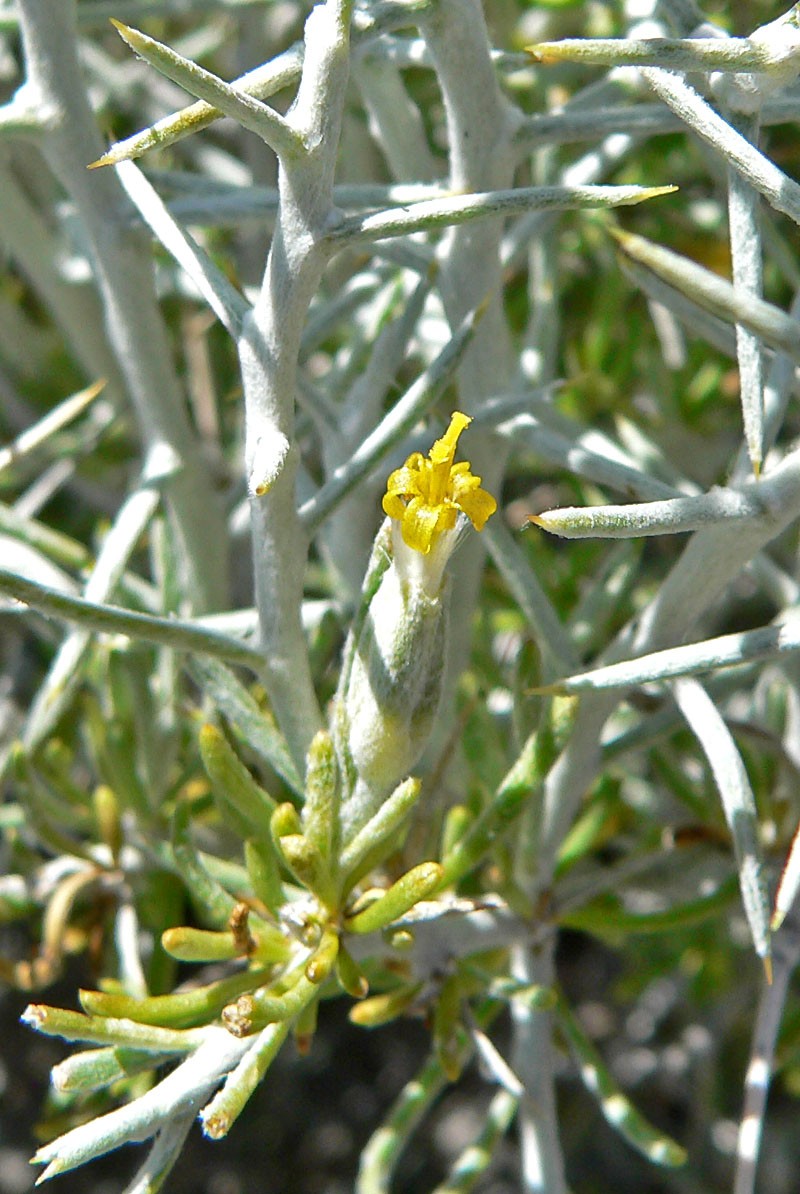 Longspine Horsebrush photo 3