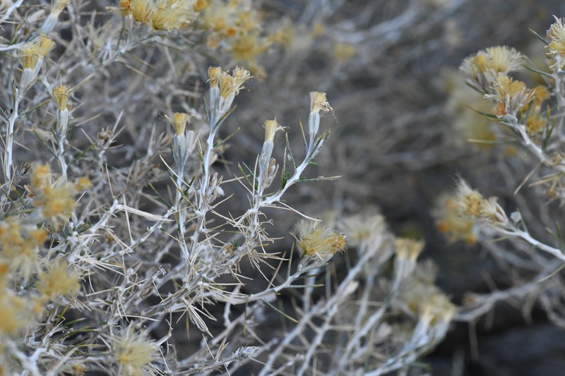Striped Cottonthorn