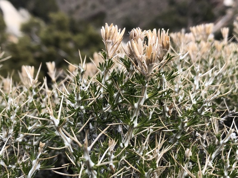 Striped Cottonthorn photo 2