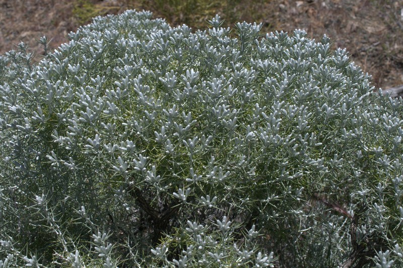Striped Cottonthorn photo 3