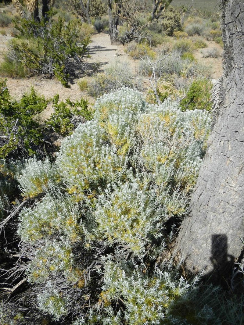 Striped Cottonthorn photo 4