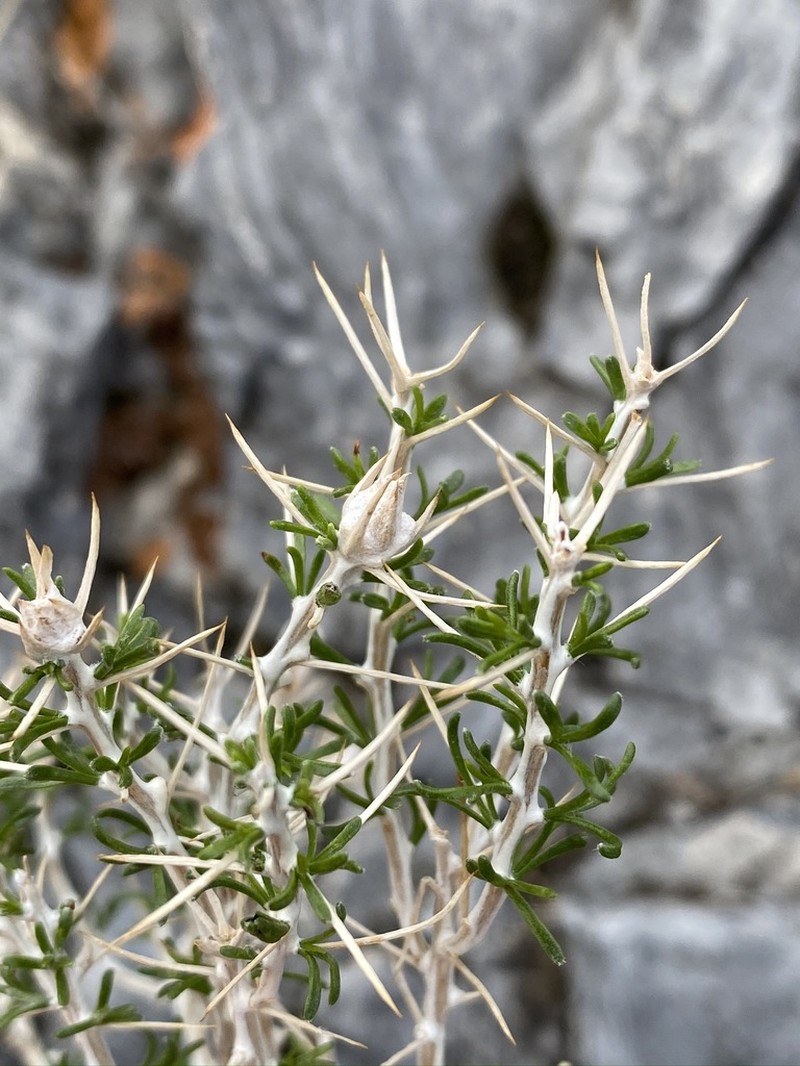 Striped Cottonthorn photo 5