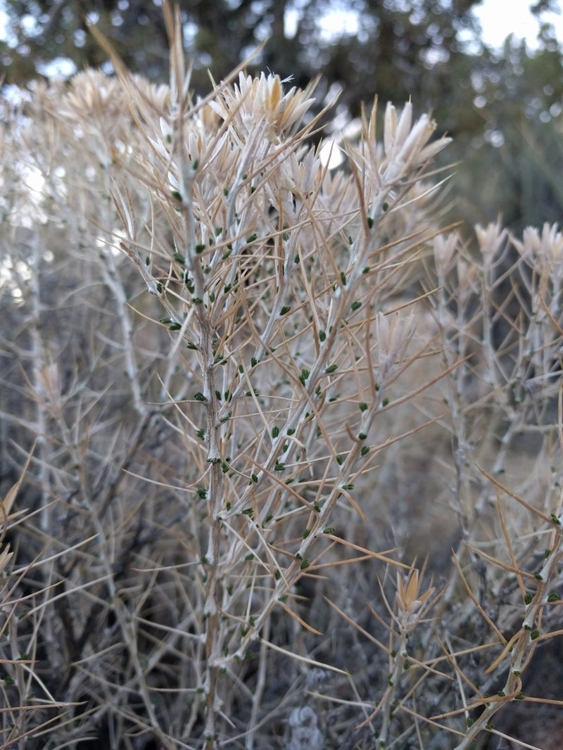 Striped Cottonthorn photo 6