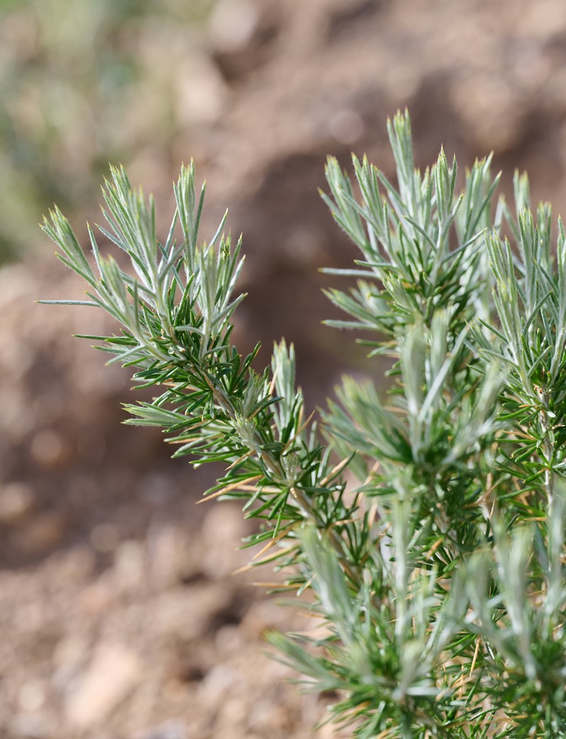 Striped Cottonthorn photo 8