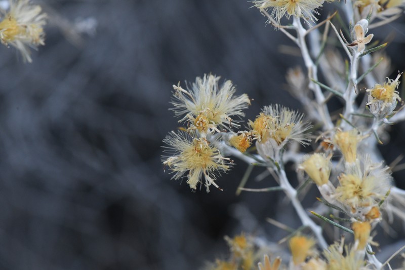 Striped Cottonthorn