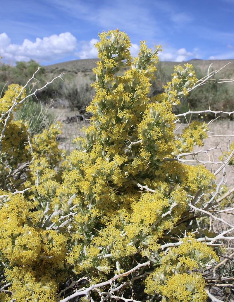 Longspine Horsebrush photo 3