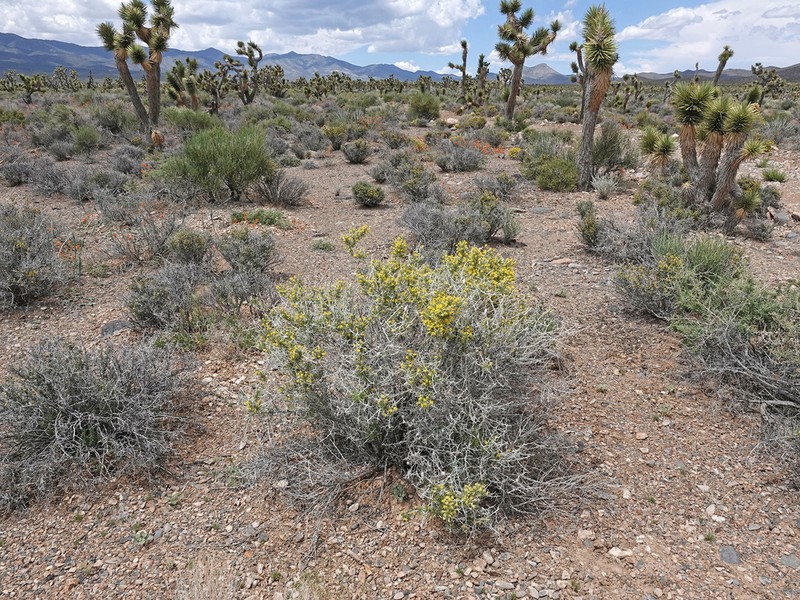 Longspine Horsebrush photo 5