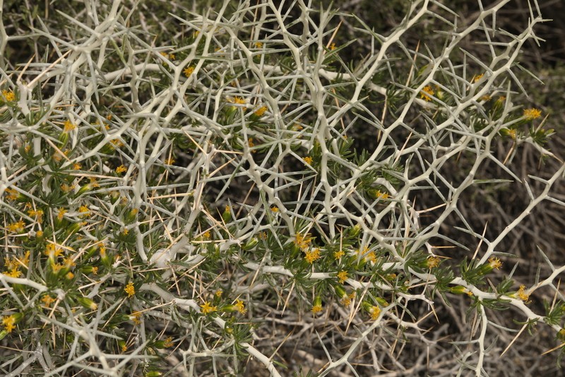 Longspine Horsebrush photo 6