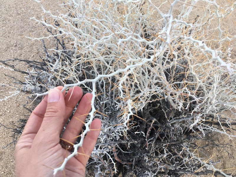Longspine Horsebrush photo 8