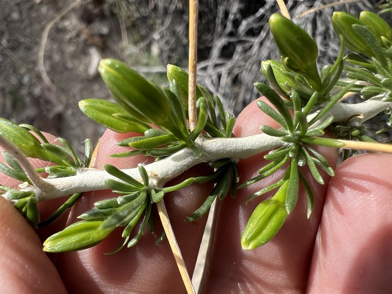 Tetradymia axillaris var. axillaris