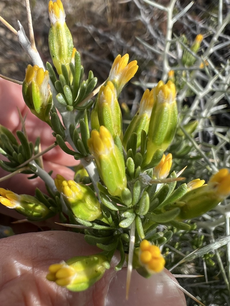 Tetradymia axillaris var. axillaris photo 2