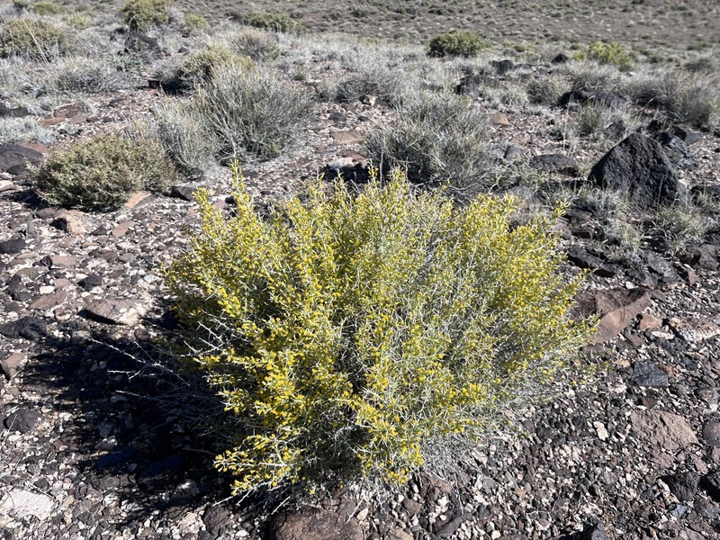 Tetradymia axillaris var. axillaris photo 3