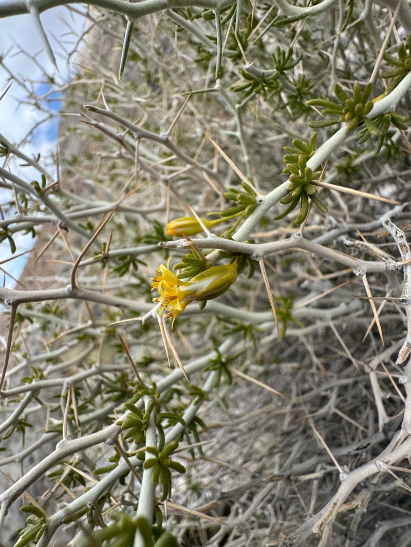 Tetradymia axillaris var. axillaris photo 4