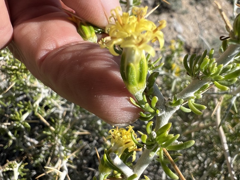 Tetradymia axillaris var. axillaris photo 5