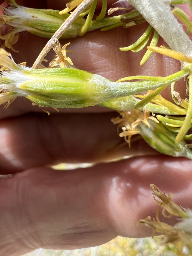 Tetradymia axillaris var. axillaris photo 6