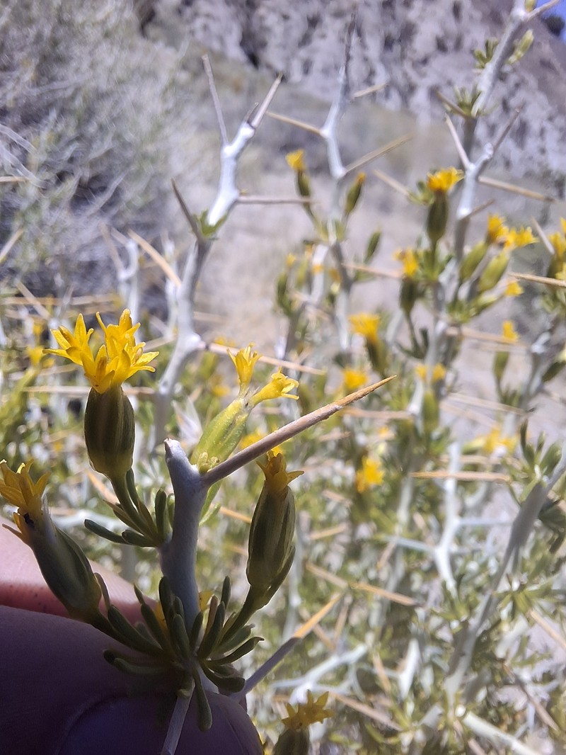 Tetradymia axillaris var. axillaris photo 7