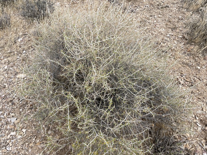 Tetradymia axillaris var. axillaris photo 8
