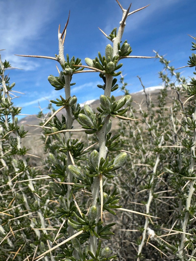 Tetradymia axillaris var. longispina
