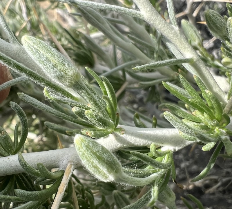 Tetradymia axillaris var. longispina photo 2